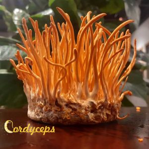 Đông trùng hạ thảo sinh khối với phần đế được làm từ nhộng tằm gạo lứt, phần quả thể sợi nấm màu cam mọc dài
