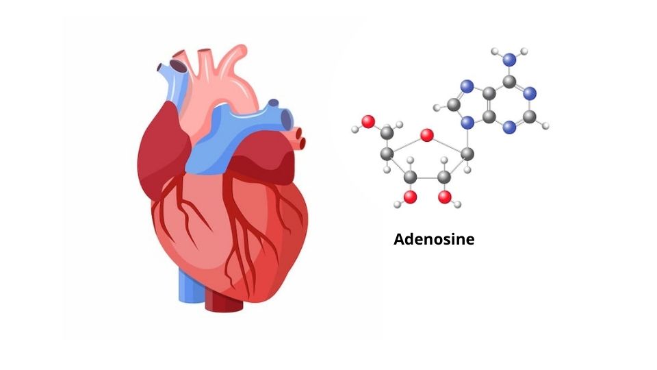 Tác động của adenosine với tim mạch