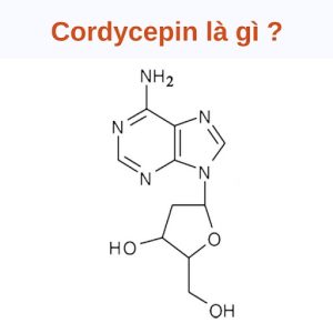 Cordycepin là gì?