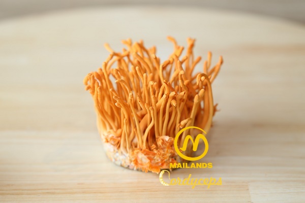 Đông trùng hạ thảo Sinh khối tươi