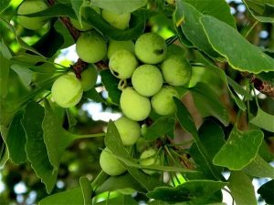 Cao bạch quả là gì