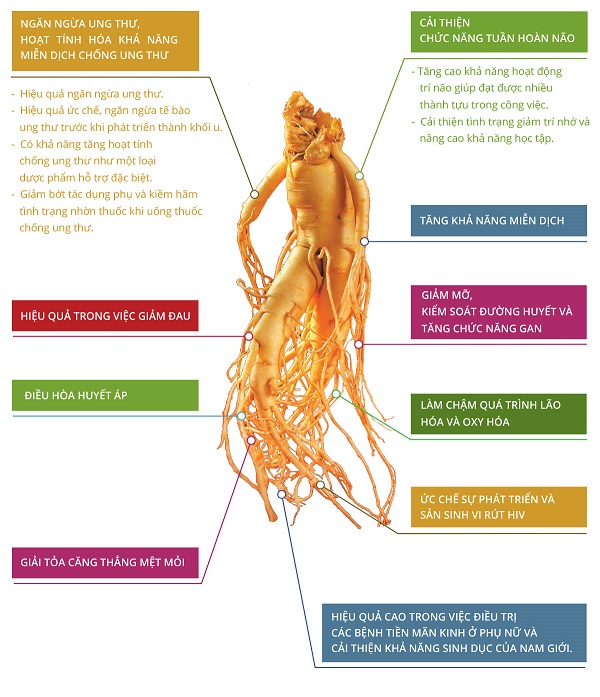 Tác dụng của hồng sâm