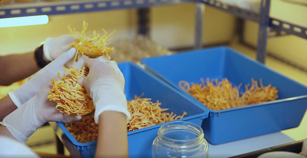 Thu hoạch Đông trùng hạ thảo