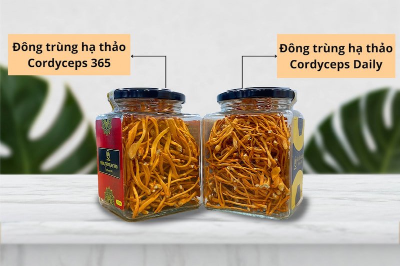 So sánh đông trùng hạ thảo sấy khô Cordyceps Daily và Cordyceps 365.Sản phẩm đông trùng hạ thảo sấy khô có sợi nấm to và đẹp hơn sản phẩm Cordyceps Daily.