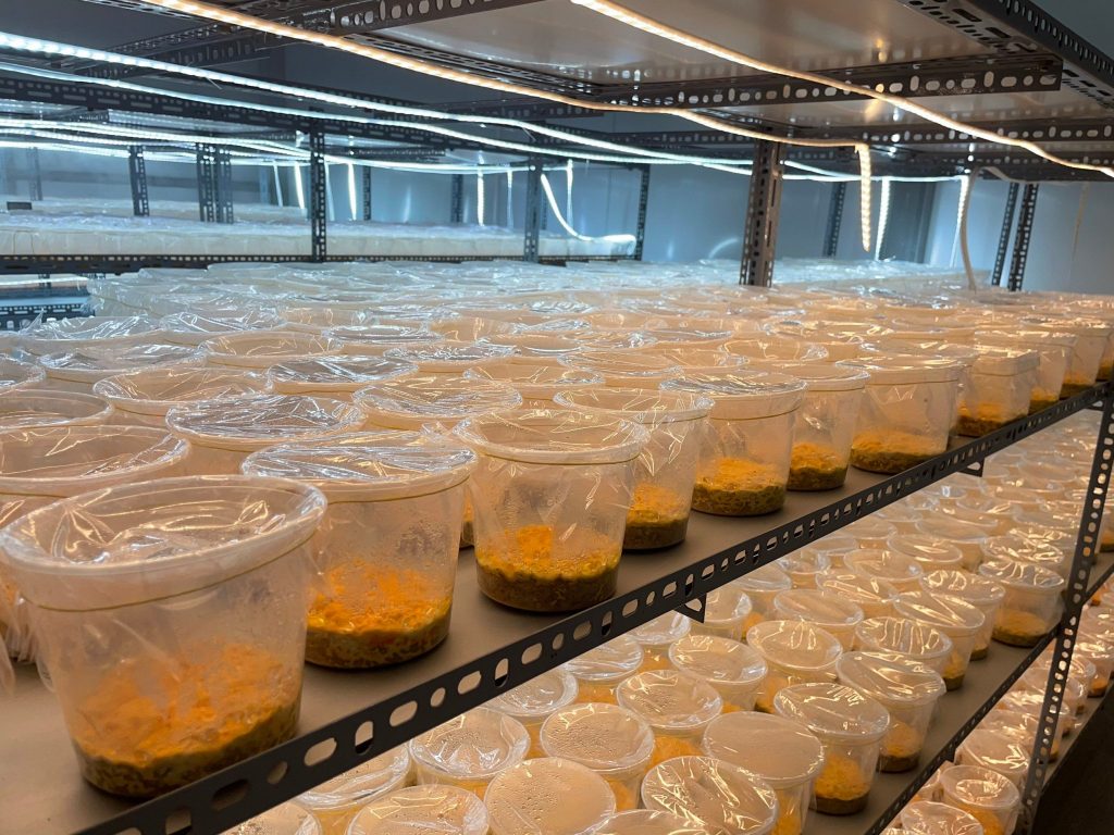 Phòng nuôi đông trùng hạ thảo