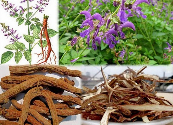 Đan sâm- thành phần trong nước đông trùng hạ thảo cordyceps 24h
