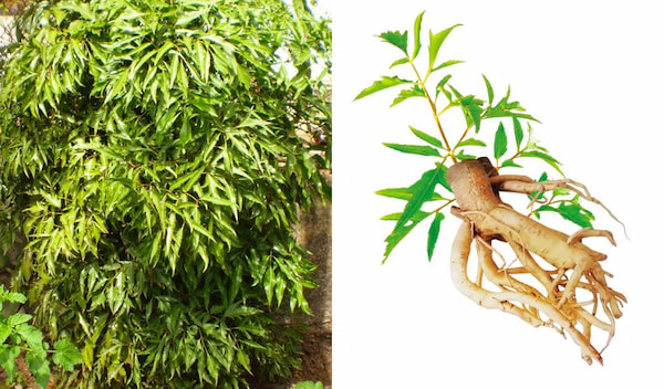 Đinh lăng - thành phần trong nước đông trùng hạ thảo cordyceps 24h