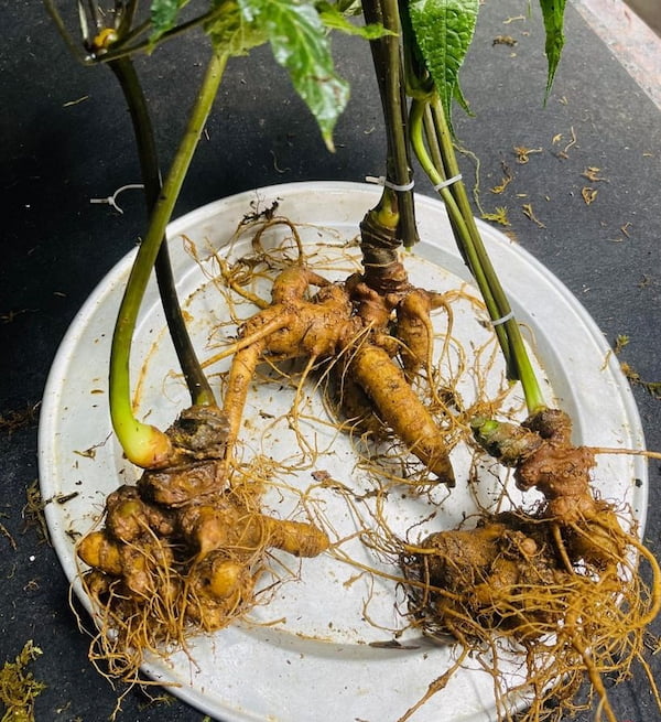 Sâm ngọc linh - thành phần trong nước đông trùng hạ thảo cordyceps 24h