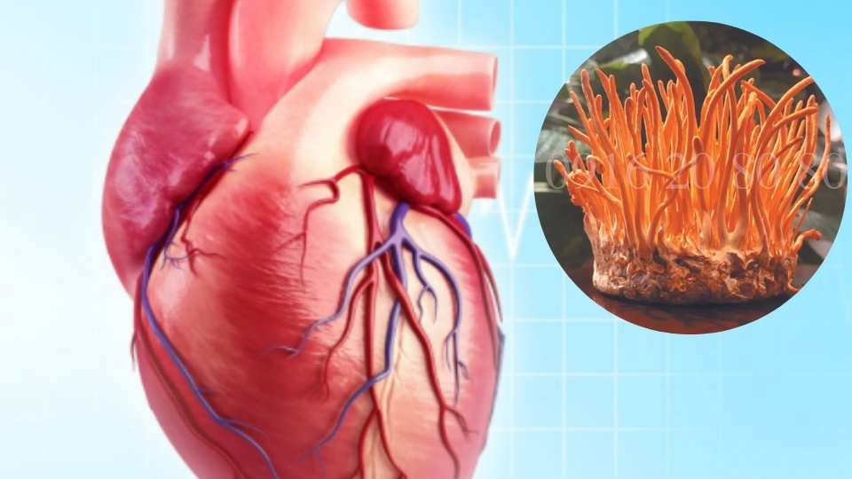 Tác dụng của đông trùng hạ thảo với tim mạch