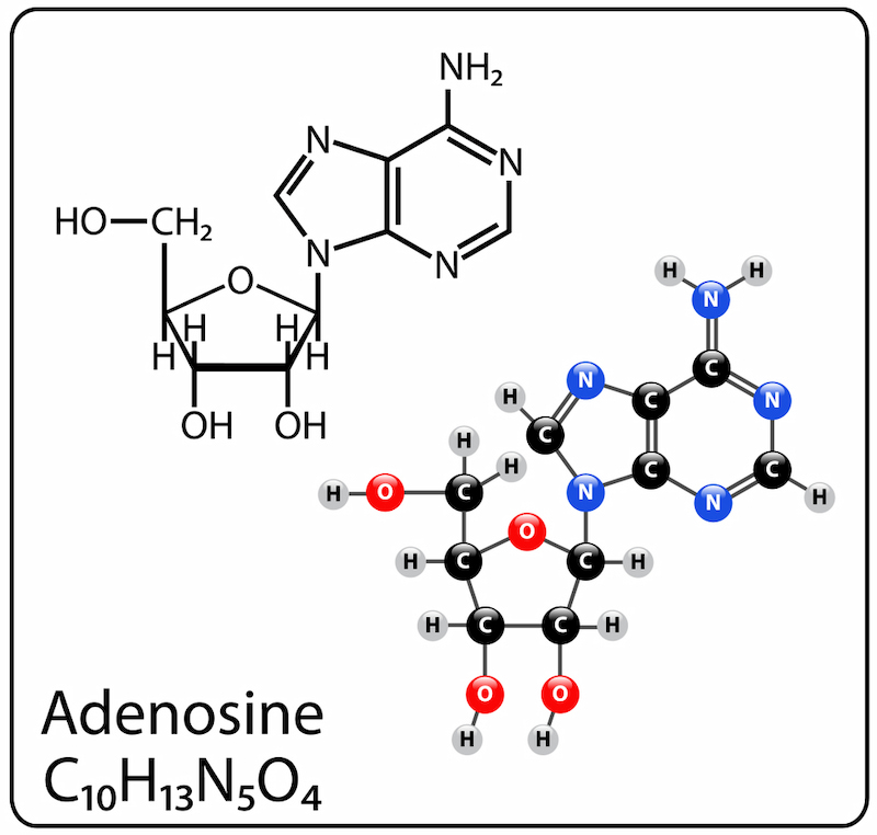 Cấu trúc hóa học của chất Adenosine