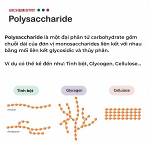 Định nghĩa về Polysaccharide