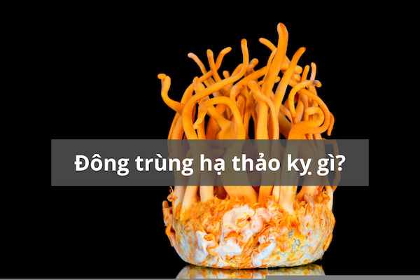 Đông trùng hạ thảo kỵ gì