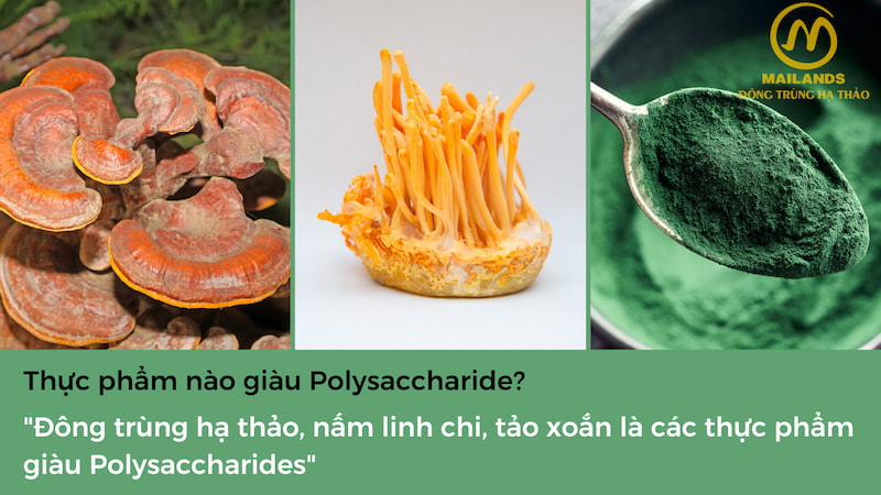 Thực phẩm giàu Polysaccharide có thể kể đến nh: nấm đông trùng hạ thảo, nấm linh chi, tảo xoắn