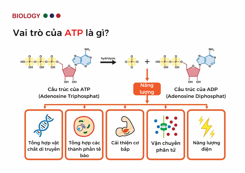 Vai trò của Adenosine Triphosphate(ATP)