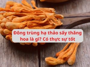 Đông trùng hạ thảo sấy thăng hoa là gì Có thực sự tốt không, ưu nhược điểm