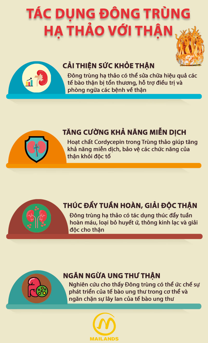 Tác dụng của Đông trùng hạ thảo đối với thận