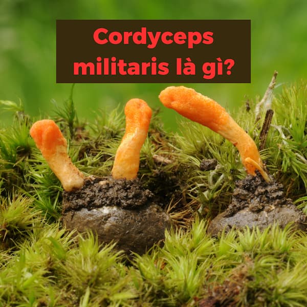 Tìm hiểu Cordyceps militaris là gì