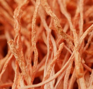 Các sợi nấm đông trùng hạ thảo được sấy lạnh có màu cam nhạt, sợi nhỏ