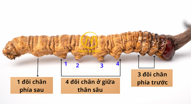 Con đông trùng hạ thảo thật có 8 cặp chân.