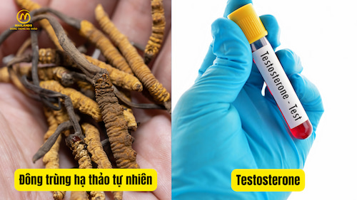 Đông trùng hạ thảo và Testosterone