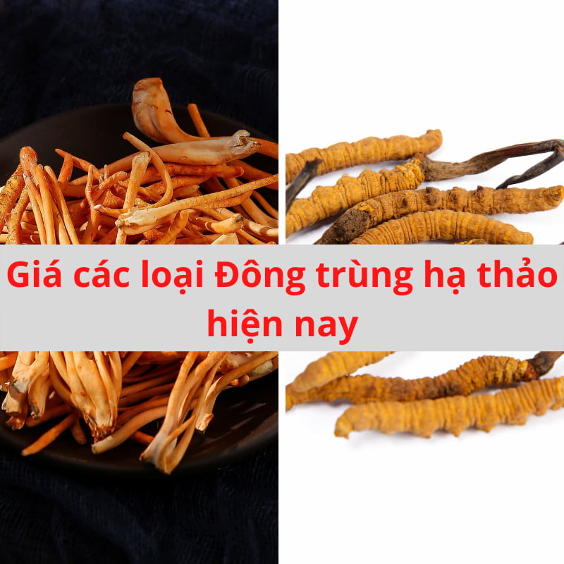 Giá các loại Đông trùng hạ thảo