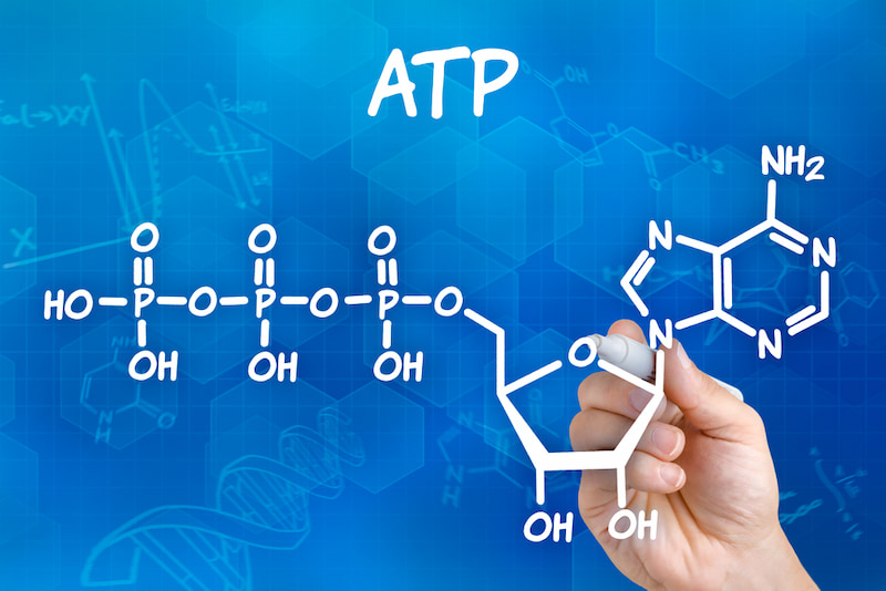 Phân tử ATP