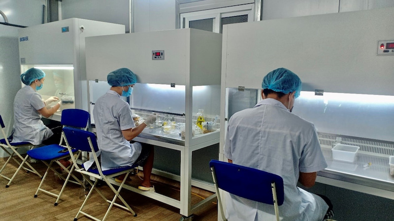 Hệ thống thiết bị trong phòng cấy vô trùng của Dược thảo Mailands