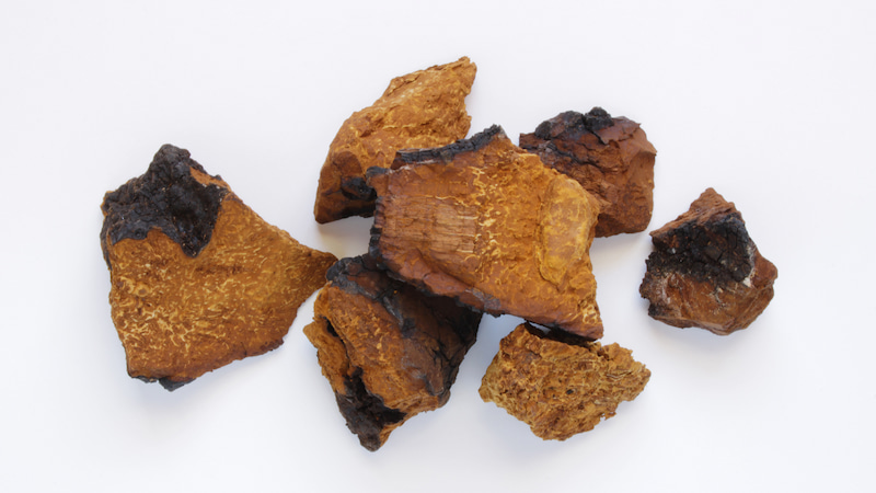 Nấm chaga