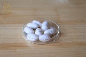 Nhộng dâu tằm được lựa chọn để nuôi đông trùng hạ thảo, đảm bảo khỏe mạnh, không nhiễm bệnh.