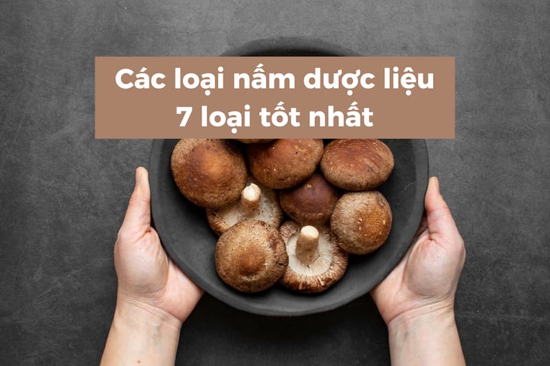 Các loại nấm dược liệu tốt nhất