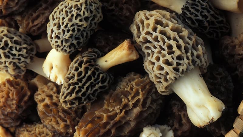 Nấm bụng dê - Morel Mushroom loài nấm ăn được