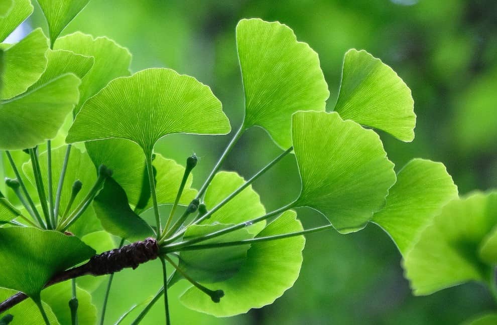 cây bách quả là gì tác dụng của cao bạch quả