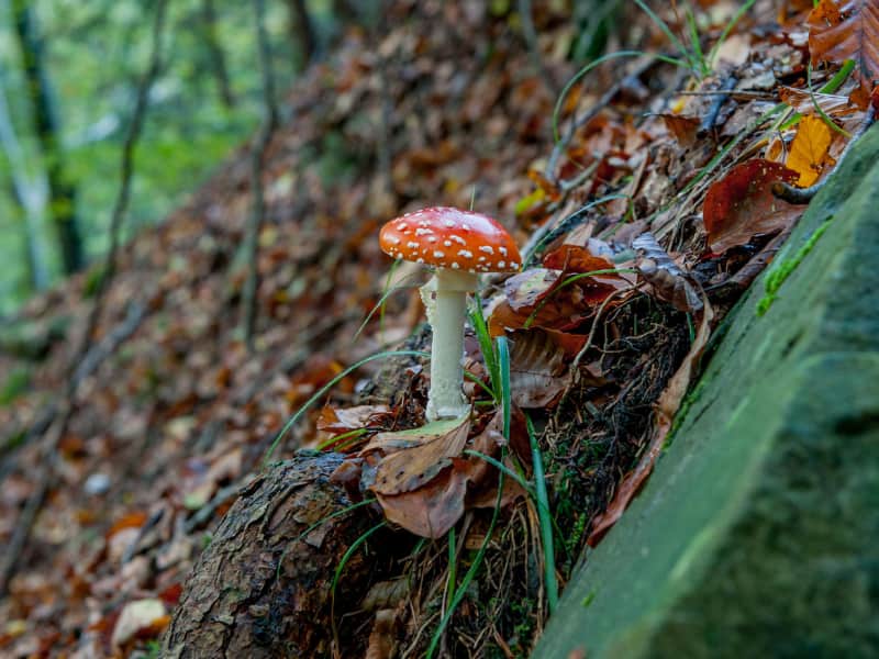 Các loại nấm độc giống nấm linh chi