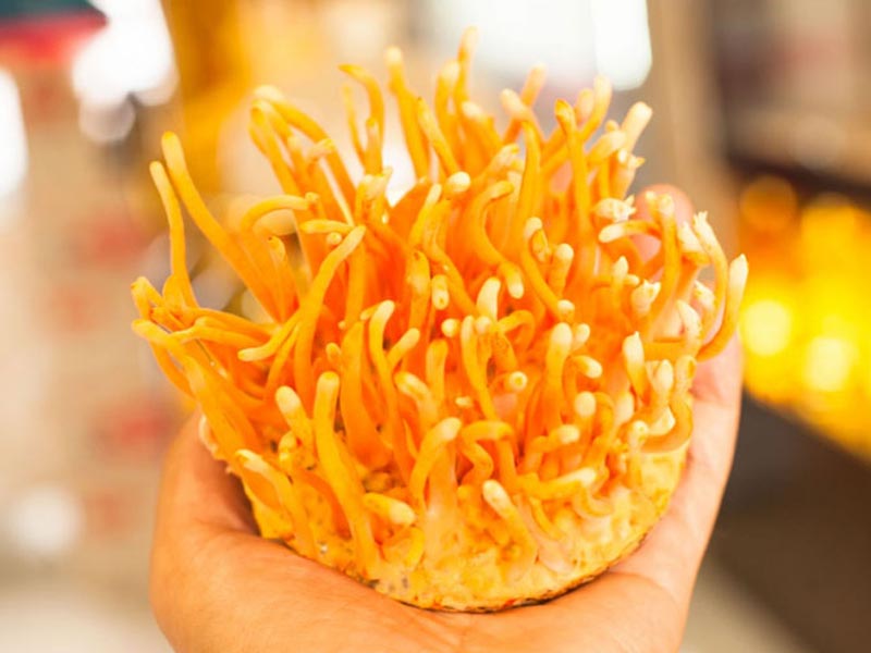 top 8 địa chỉ bán đông trùng hạ thảo ở hà nội uy tín chất lượng