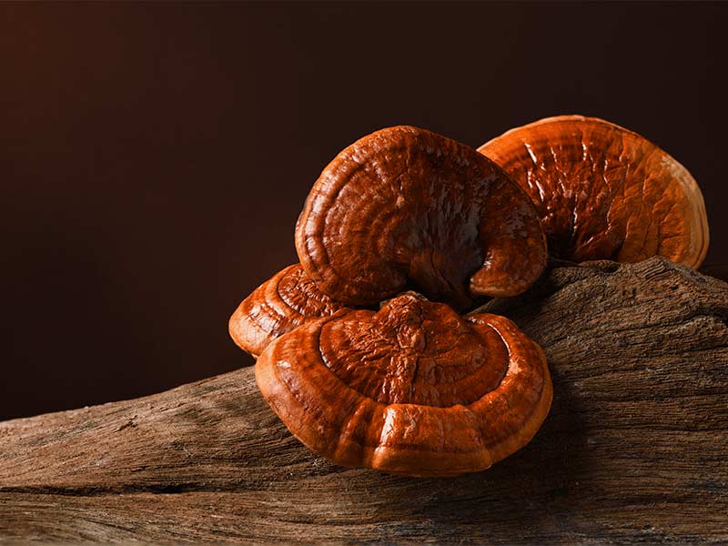 Bảo quản nấm linh chi đúng cách