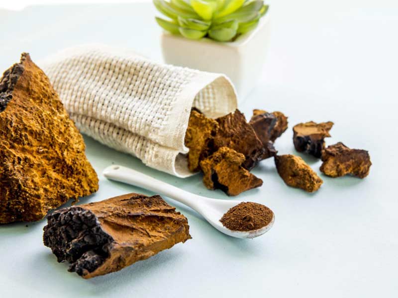Nấm chaga