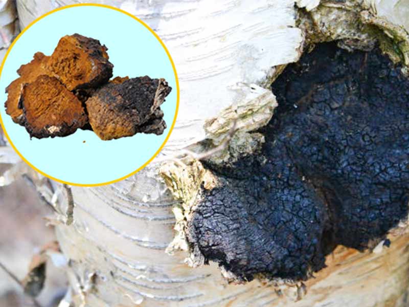 Làm sạch nấm chaga