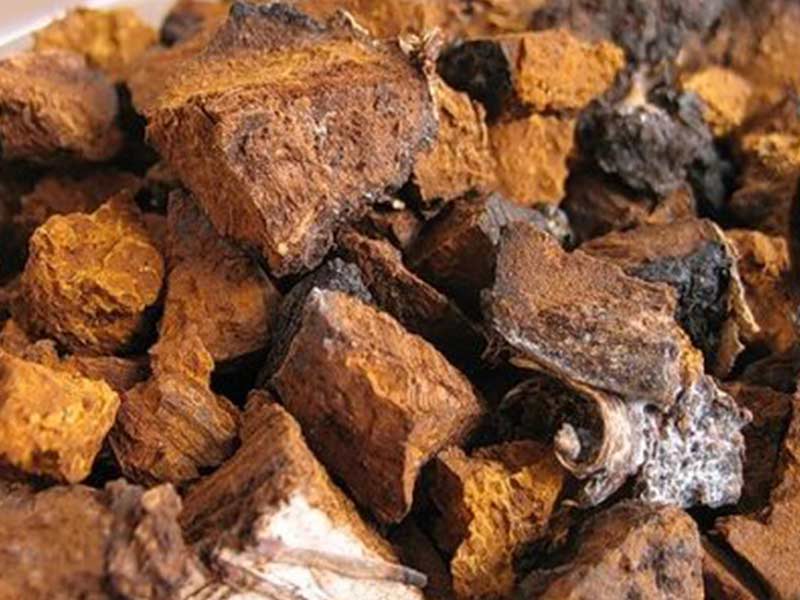 Nấm chaga bao nhiêu tiền 1kg