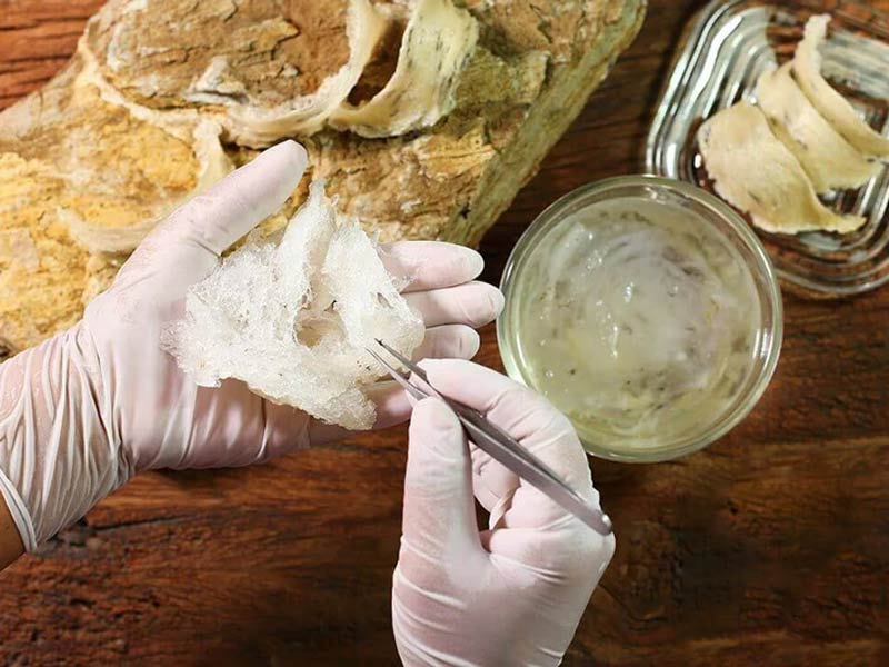 Tổ yến kỵ gì khi sơ chế