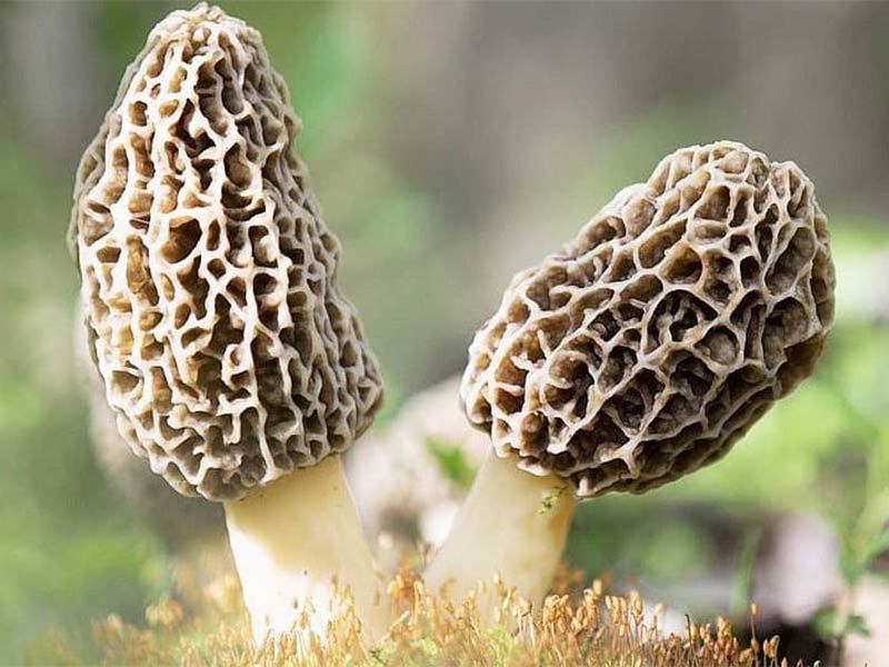 Nấm bụng dê mọc ở những khúc gỗ mục nát,...ở các khu vực có cánh rừng lá rộng, bụi cỏ ven rừng 