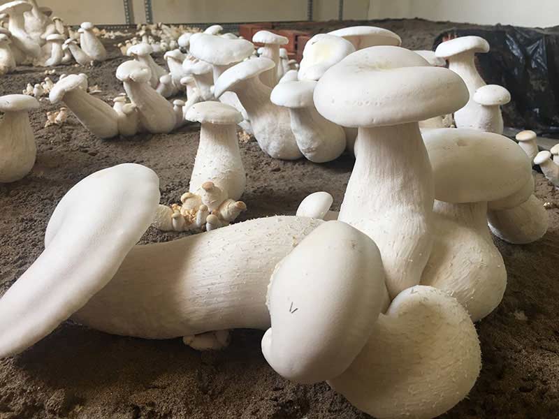 Nấm hoàng đế giá bao nhiêu