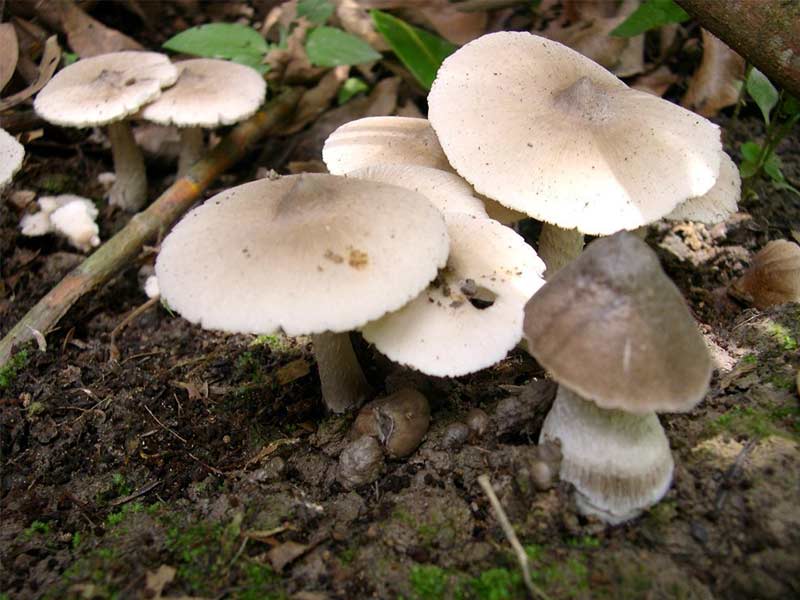 Nấm mối tự nhiên