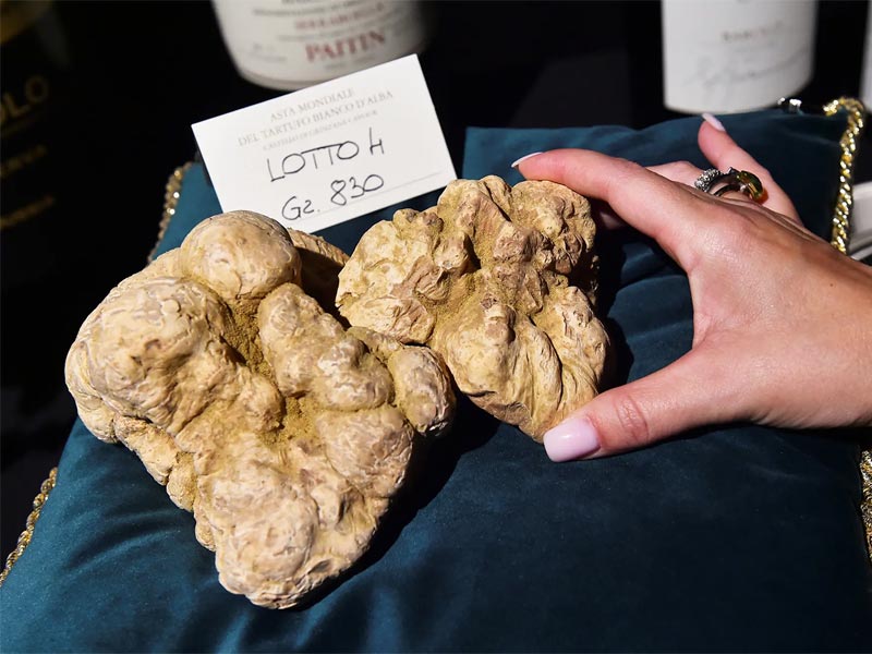 Nấm Truffle giá bao nhiêu? Nấm Truffle trắng giá bao nhiêu? 