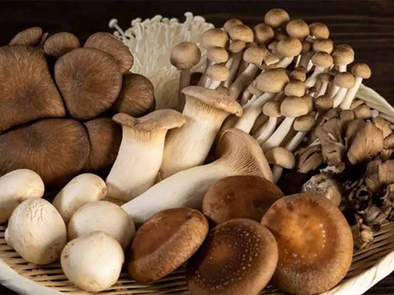 Vì sao một số loại nấm lại có giá đắt như vậy?