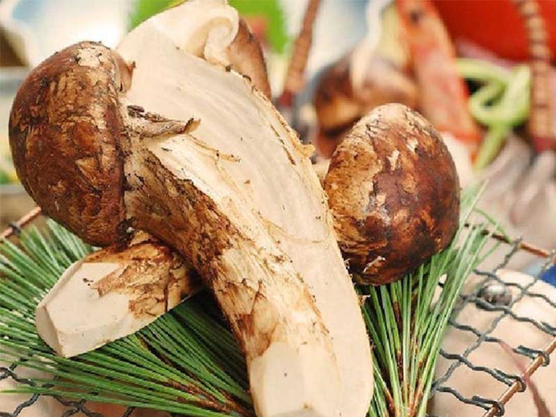 cách chế biến nấm tùng nhung