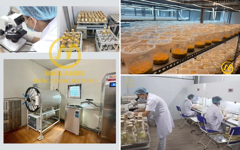 Điểm nổi bật trong sản xuất Đông trùng hạ thảo Mailands