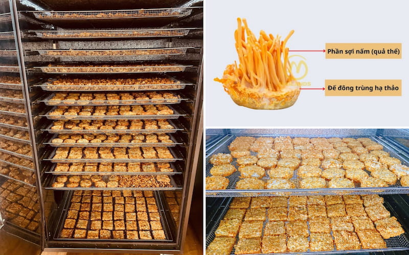 Mua sỉ Đế Đông trùng hạ thảo - Dược thảo Mailands