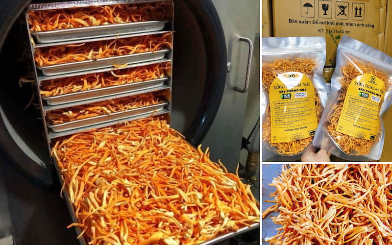 Mua sỉ Đông trùng hạ thảo Khô - Dược thảo Mailands