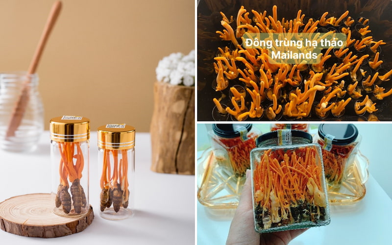 Mua sỉ Đông trùng hạ thảo nhộng tằm - Dược thảo Mailands