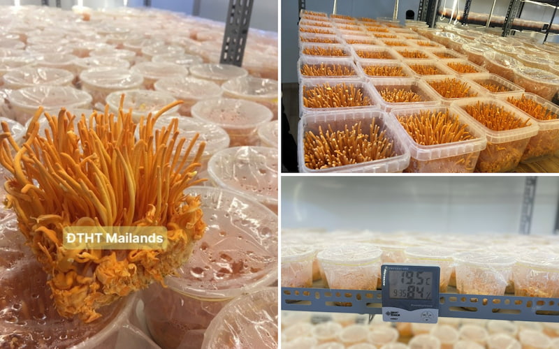 Mua sỉ Đông trùng hạ thảo tươi - Dược thảo Mailands